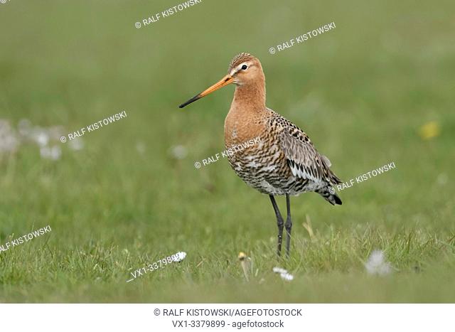 Black-tailed Godwit / Uferschnepfe ( Limosa limosa) in breeding dress, standing in a vernal meadow with flowering daisies, wildlife, Europe