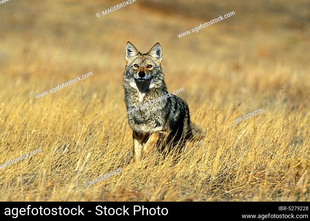 Coyote (canis latrans), Adult in Long Grass, Montana