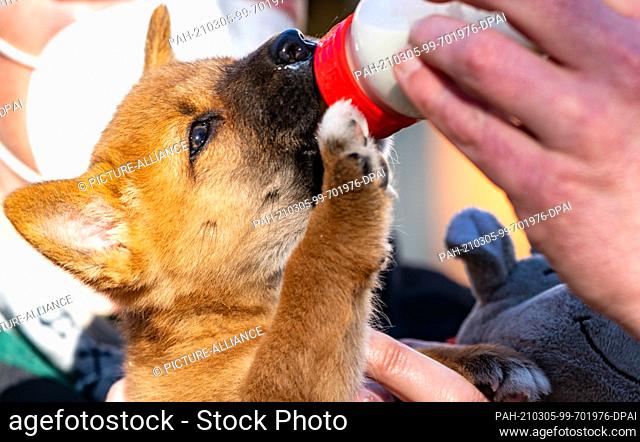 05 March 2021, Schleswig-Holstein, Neumünster: A dingo puppy gets a bottle of milk at Neumünster Zoo. The puppy, born in January, was raised by hand