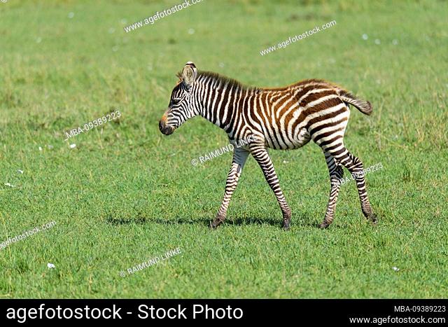 Zebra, Equus quagga, young, Masai Mara National Reserve, Kenya, Africa