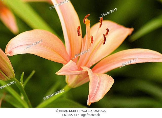 Asiatic lily (Lilium sp.). Wellington, Ontario, Canada