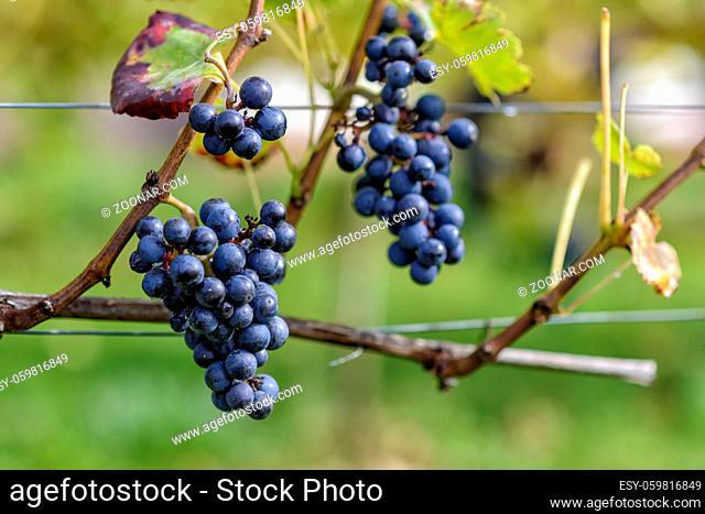 wine grapes of a wine grower in autumn