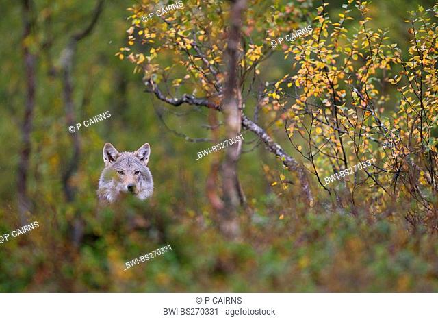 European gray wolf Canis lupus lupus, in young birch forest