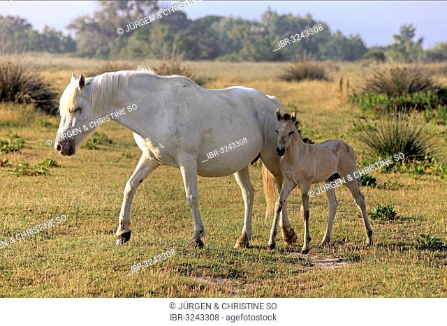 Camargue horses (Equus ferus caballus), mare with foal