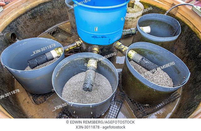 Buckets of oyster larvae cultivating in Oyster Larvae Rearing Tank, Cambridge, Maryland. USA