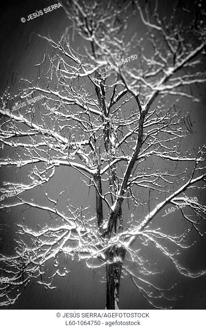 Snow in Tree