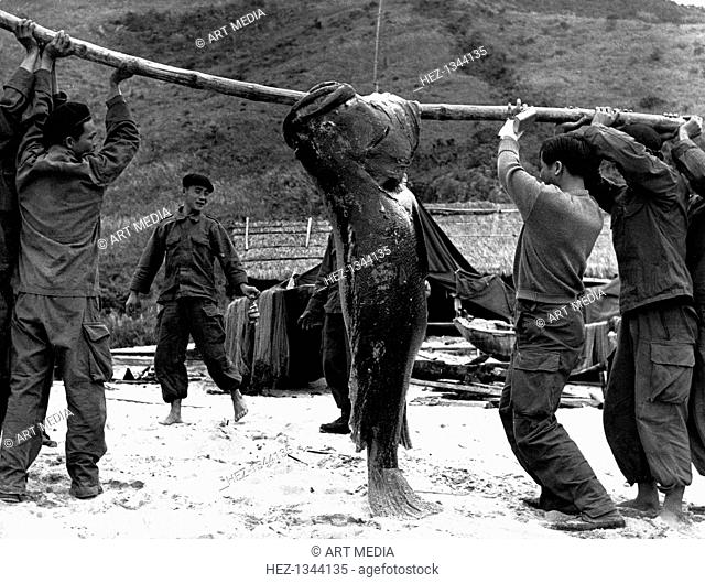 French commandos on the beach, Thanh Hoa, Vietnam, 1953. Troops carrying a dead fish, reported and photographed by Peraud in 1953