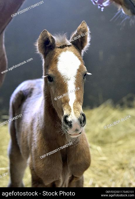 The first foal of the year 2020 was recently born to Thoroughbred mare Dally Hit in Napajedla Stud farm in Zlin Region, Czech Republic, on January 16