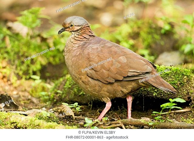 White-throated Quail-dove (Geotrygon frenata) adult, standing on ground in montane rainforest, Andes, Ecuador, November