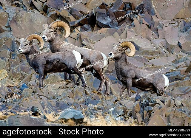 Bighorn Sheep (Ovis canadensis) rams on cliff walls near the John Day and Columbia Rivers in North Central Oregon. October