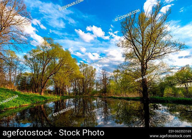 Pond covered with mud in the park with a tree on a background of blue sky