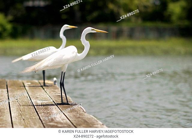 two herons wait side-by-side on dock