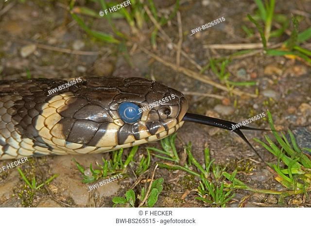 grass snake Natrix natrix, flicking, just before casting of the skin, with dull pupil, Germany