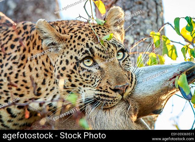Leopard with a Duiker kill in the Kruger National Park, South Africa