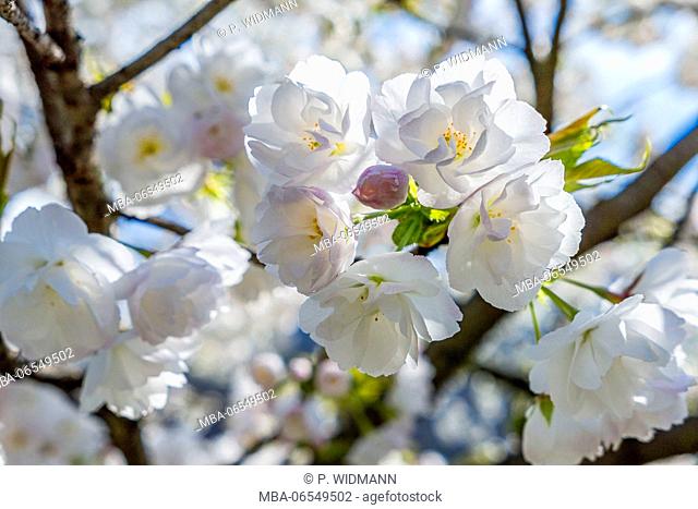 Cherry tree (Prunus avium) in full blossom