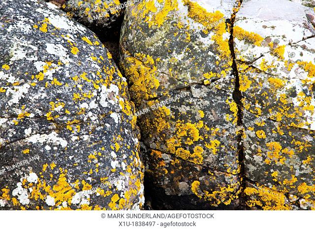 Lichen and Rock Catterline Bay Aberdeenshire Scotland