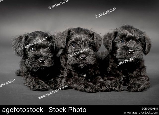 three black little cute puppy of zwergschnauzer dog