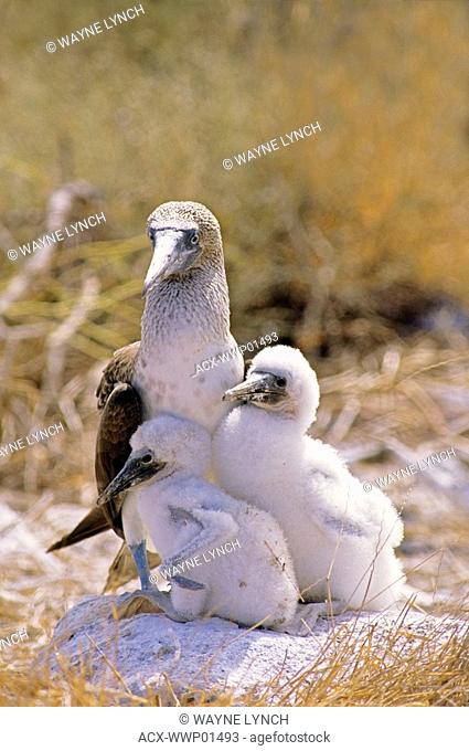 Adult female blue footed booby Sula nebouxii excisa with twin chicks at the family nest, Galapagos Islands