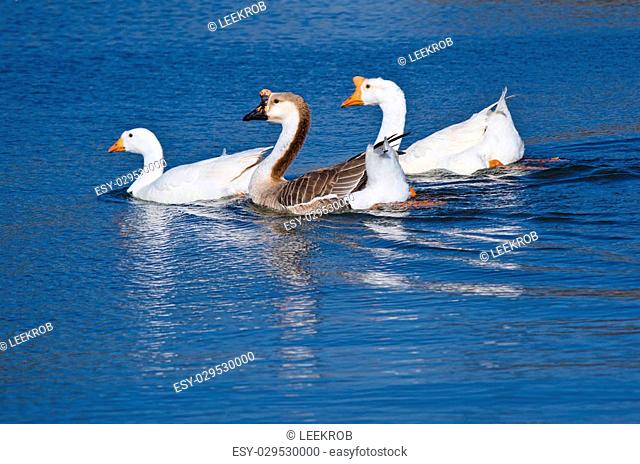 Chinese Geese also known as Swan Geese (Anser cygnoides) swimming in the lake