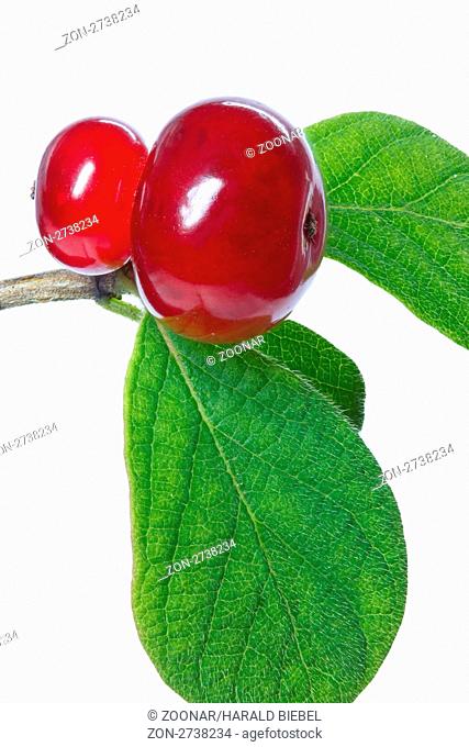 Beeren einer roten Heckenkirsche Lonicera xylosteum