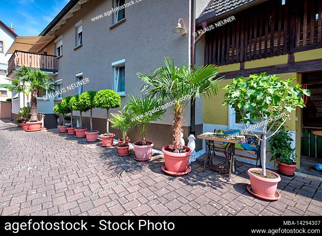 Palm trees, palm collection, garden, architecture, idyll, summer, reportage, Baunach, Bamberg, Upper Franconia, Bavaria, Germany