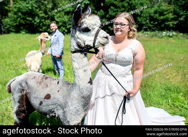 26 June 2020, Lower Saxony, Langenhagen: Sina and Marcel Reichardt, wedding couple from Wedemark, are standing in a pasture with the alpacas Kiowa (in front)...