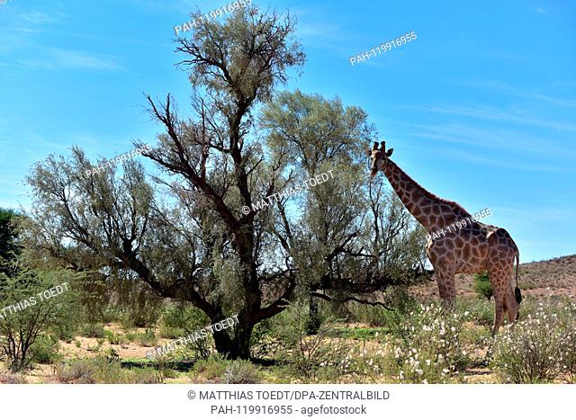 Aesende Giraffe in the South African part of the Kgalagadi Transfrontier National Park in the shade of a tree, taken on 24.02.2019