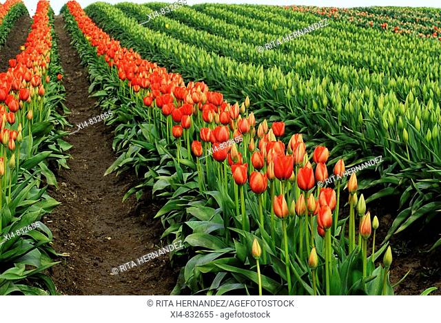 General up-hill view with furrows of Tulip's