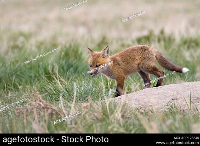 Red fox, Vulpes vulpes, kit near Fort MacLeod, Alberta, Canada