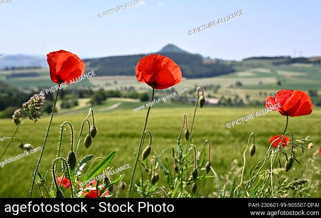 01 June 2023, Baden-Württemberg, Engen: Poppies grow in a field, Hohenhewen can be seen in the background. People in Baden-Württemberg can look forward to sunny...