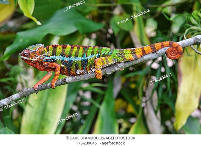 Colourful Panther chameleon (Furcifer pardalis), Andasibe-Mantadia National Park, Madagascar