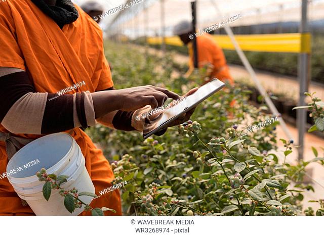 Worker using digital tablet in blueberry farm