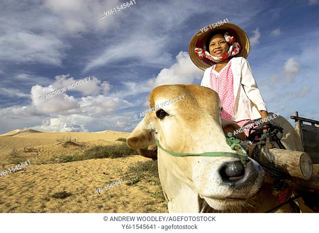 Young girl in conical hat riding bullock pulling cart white sand dunes near Mui Ne south east Vietnam