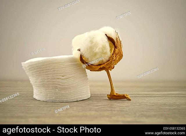 Raw cotton boll and stack of makeup remover pads. Concept of natural cotton products