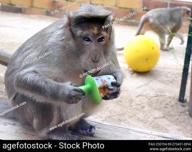 30 de junio de 2023, Sajonia, Eilenburg: Bino, un mono de sombrero de 31 años, se sienta en su recinto adecuado para la edad en Eilenburg Zoo con un helado de...