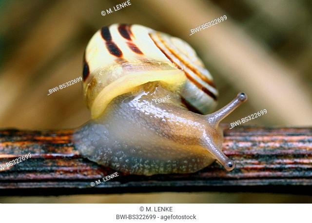 White-lip gardensnail, White-lipped snail, Garden snail, Smaller banded snail (Cepaea hortensis), creeping on a branch, Germany, Thuringia