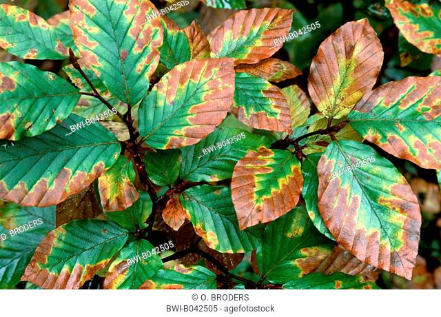 common beech (Fagus sylvatica), coloured leaves in autumn, Germany, Bavaria