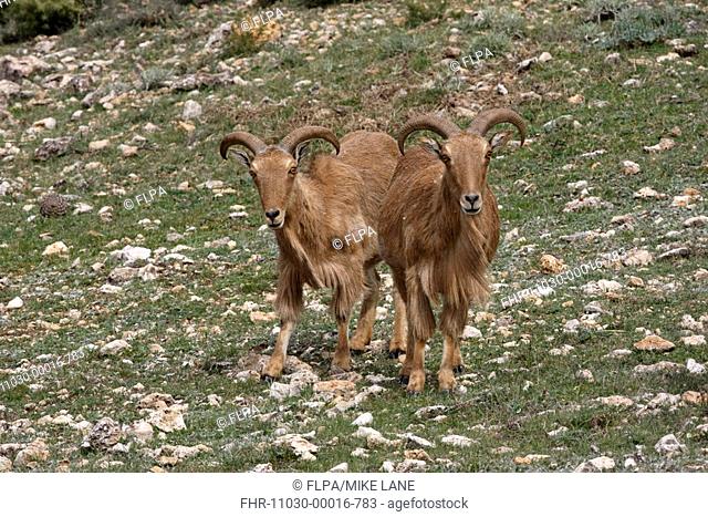 Barbary Sheep Ammotragus lervia introduced species, two adults, standing, Sierra Espuna N P , Murcia, Spain, spring