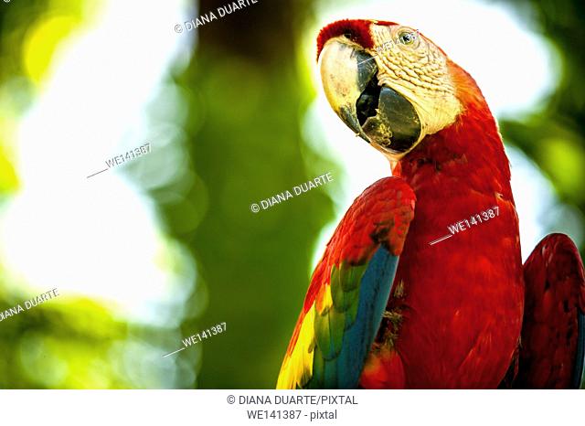 ' Scarlet macaw', (Ara macao), This species is famous for its vivid red feathers, which cover its back, head and the lower part of its tail
