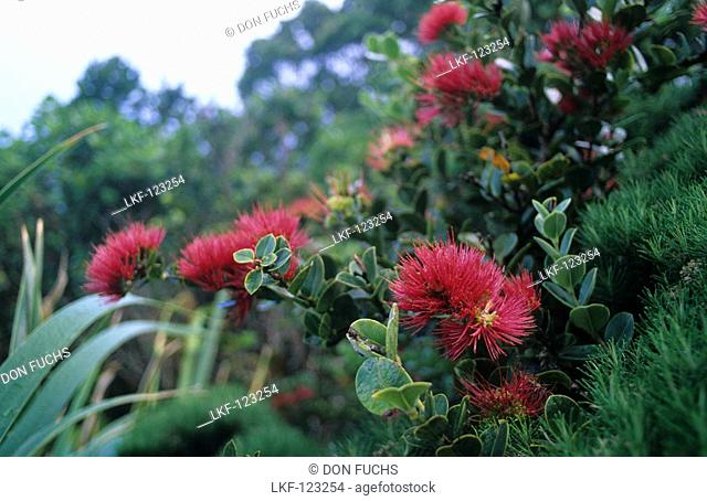 The endemic mountain rose Metrosideros nervulosa occurs only from 350m above sealevel