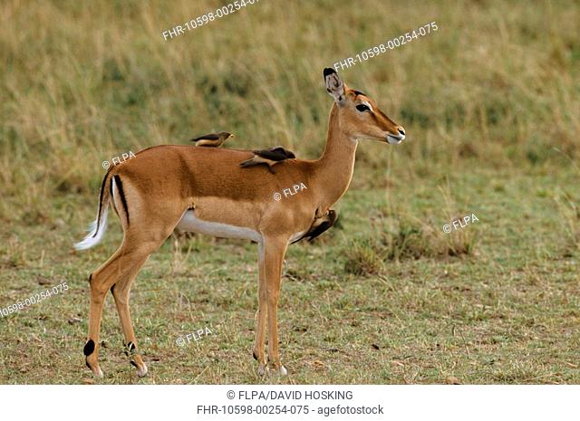 Impala Aepyceros melampus Female with Oxpeckers - Kenya