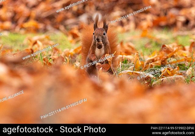31 October 2022, Berlin: 31.10.2022, Berlin. A squirrel (Sciurus vulgaris) sits on a meadow in the Botanical Garden surrounded by autumn leaves and holds a nut...