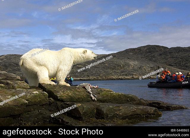 Tourists in rubber dinghy watching polar bear (Thalassarctos maritimus) with seal carcass, Botton Islands, Labrador, polar bear, polar bear Canada