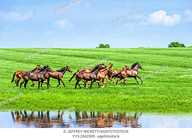 Running horses. Scenic highway in Franklin County, Kentucky, USA