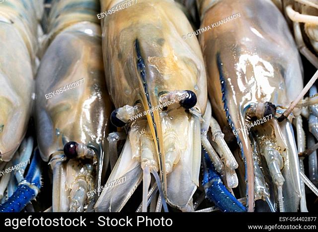 prawn raw blue crustacean seafood head macro