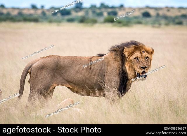 Male Lion in the high grass in the Central Khalahari, Botswana