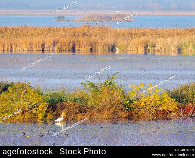 Landscape with cattle egret ((Bubulcus ibis) at the fish ponds of Hortobagy (Hortobagy halasto) in the National Park Hortobagy