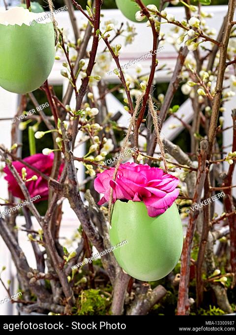 Colored, blown-out mint green Easter eggs, partly filled with ranunculus flowers, in an Easter arrangement made from fruit branches in front of the white...