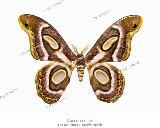 Butterfly Epiphora Mythimnia
