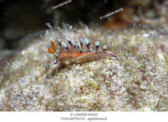 Flabellina exoptata Nudibranch with outragious colour of orange and red to purple and blue tipped tentacles, Mabul, Borneo, Malaysia, South China Sea